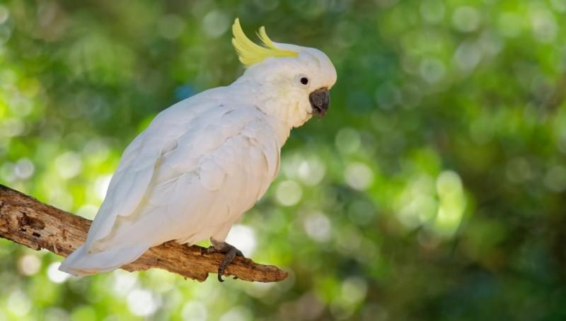 cockatoo-pet-bird-5628700