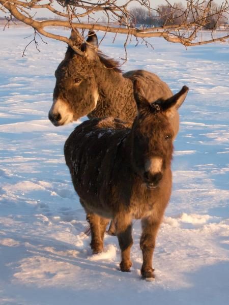 1200px-miniature_and_small_standard_donkeys-6644585