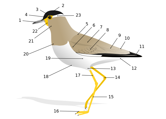 640px-birdmorphology-svg_-5077016