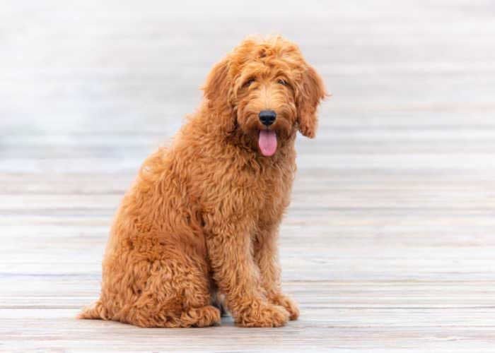 goldendoodle-dog-1-2048145