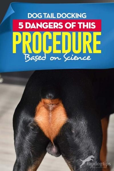 guide-on-dog-tail-docking-5-dangers-of-this-procedure-based-on-science-8552045