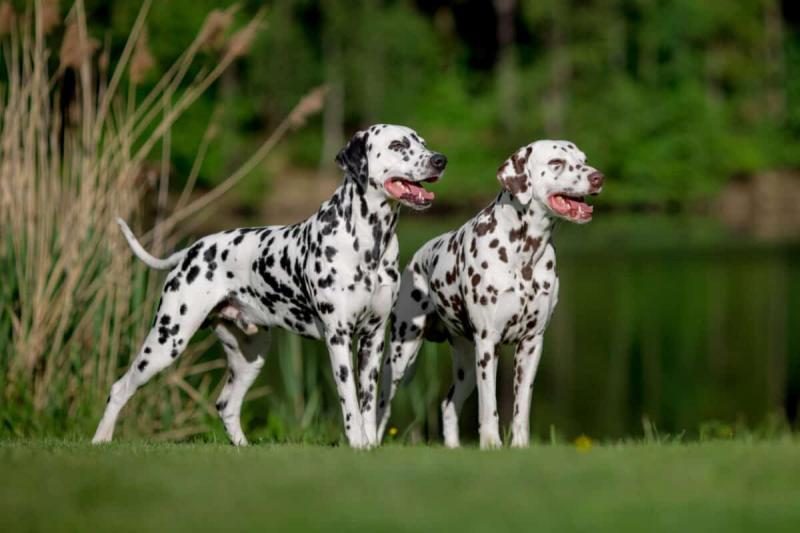 male-and-female-dalmatian-near-a-lake-1200x800-2408846