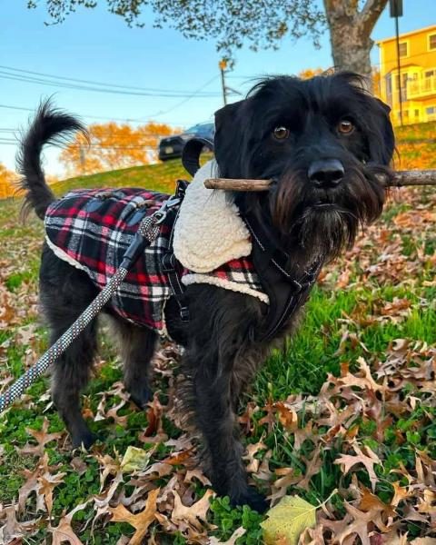 schnocker-cocker-spaniel-miniature-schnauzer-mix-4560334