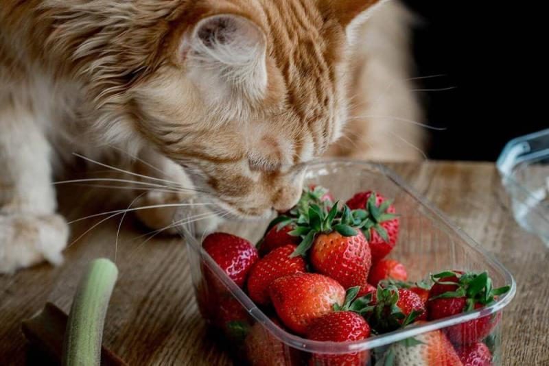 close-up-of-a-cat-smelling-strawberries-4108138