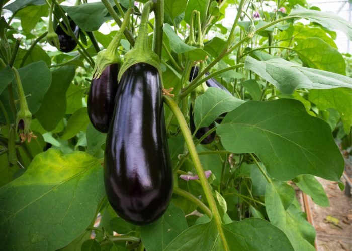 eggplant-stem-and-leaves-8530614