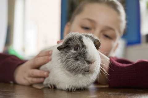 guinea-pig-adopt-a-rescued-guinea-pig-thinkstock-865052421_0-5875801