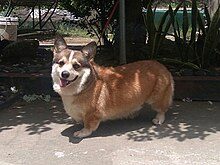 220px-welsh_pembroke_corgi-6862629