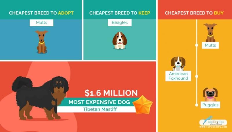 25-most-affordable-low-cost-dog-breeds-faqs-4222769