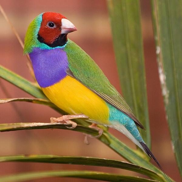 640px-male_adult_gouldian_finch-9698816