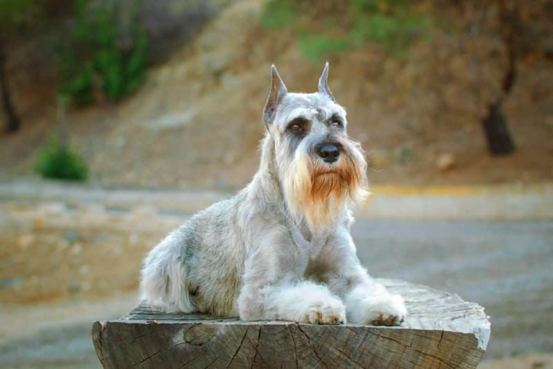 adorable-schnauzer-mixes-1200x800-5617078