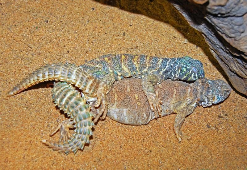 agamidae_-_uromastyx_ornata_28mating29-6552071