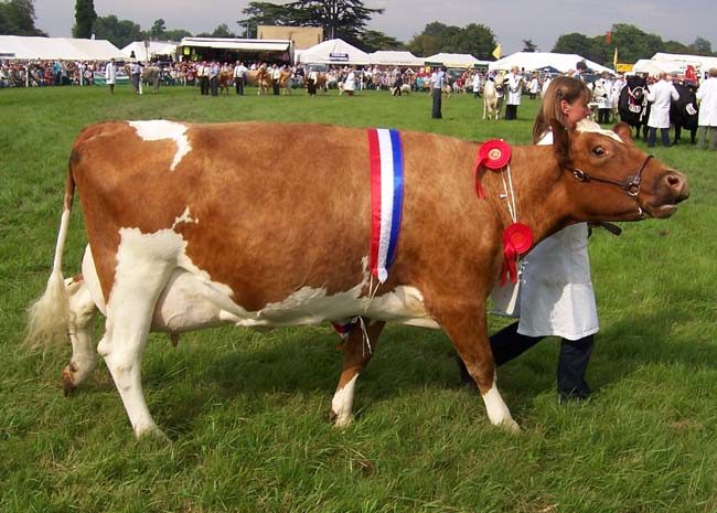 ayrshire_cow-7113408