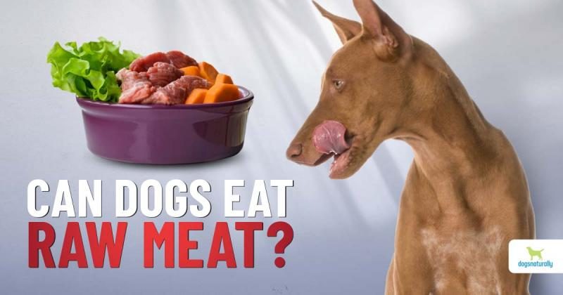 dn-facebook-1200x628-can-dogs-eat-raw-meat-7095322