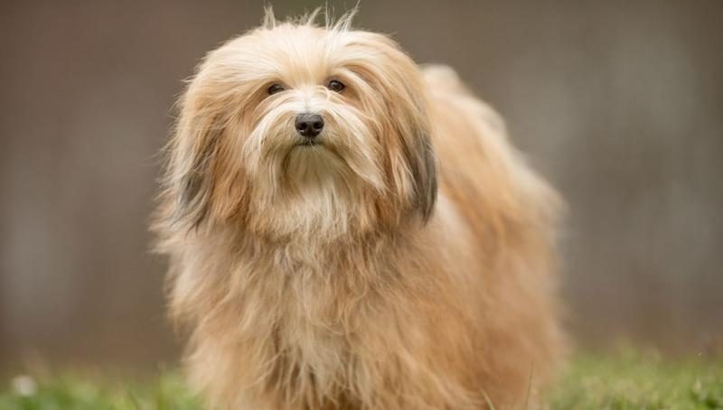 havanese-featured-image-6960747