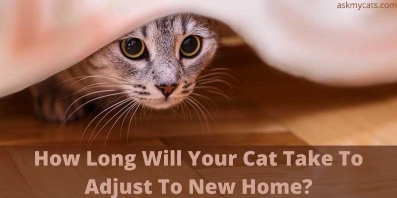 how-long-will-your-cat-take-to-adjust-to-new-home-7391874