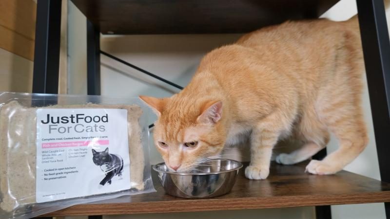 justcats-cat-food-and-wessie-feature-6236447