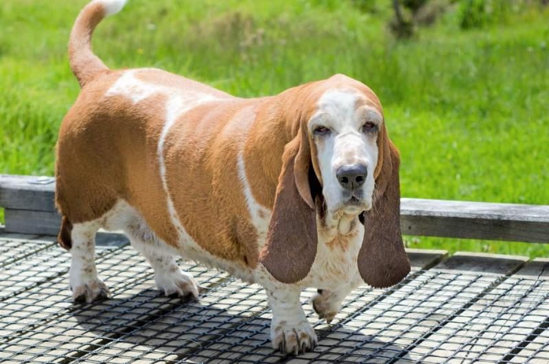 obese-and-overweight-basset-hound-2170980