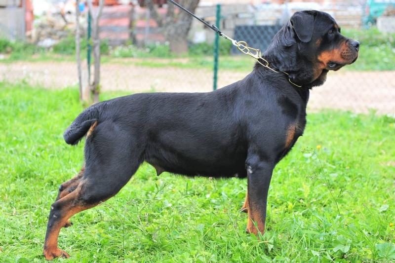 rottweiler-tail-docking-rottweiler-with-a-docked-tail-5823174