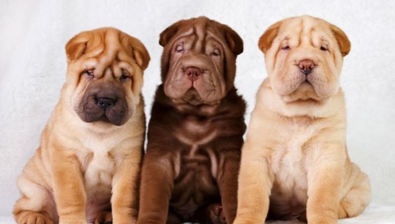 chinese-shar-pei-featured-image-1021x580-3836666