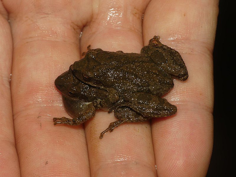 800px-mountain_chorus_frog_imported_from_inaturalist_photo_123959030_on_8_december_2021-6290500