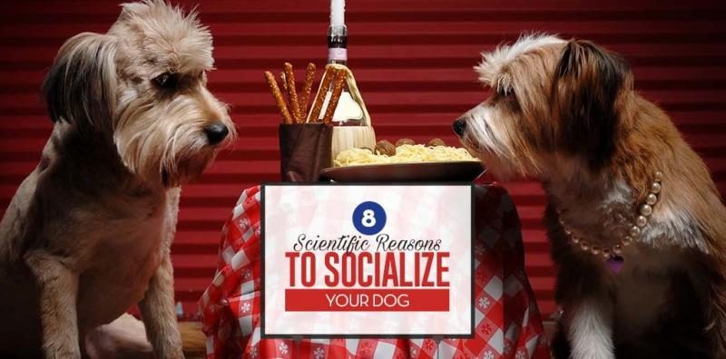 scientific-reasons-to-socialize-your-dog-1021x505-9654720