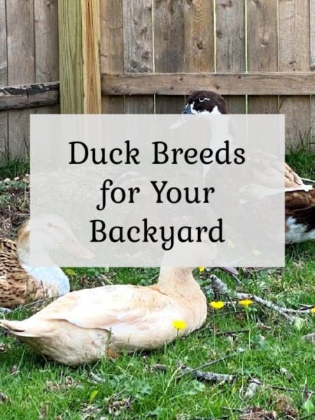 duck-breeds-2-546x728-9677533