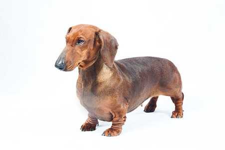 miniature-dachshund-detail-2380021