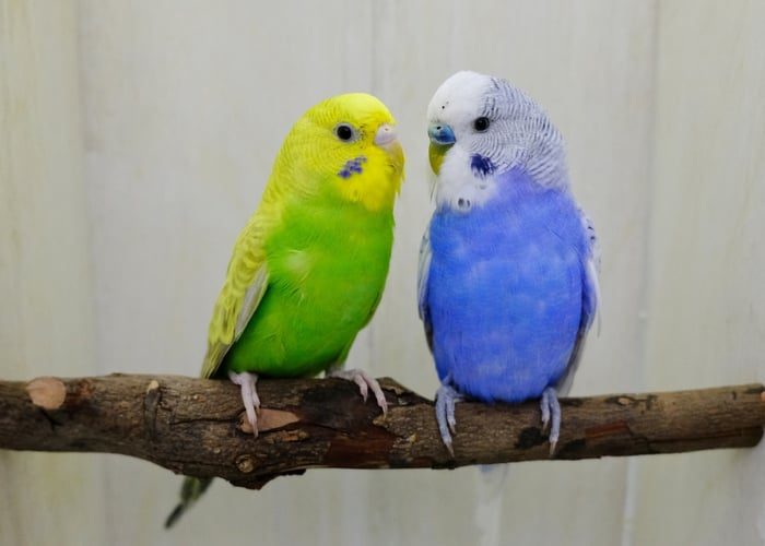 cheapest-pet-bird-to-buy-budgies-4046164