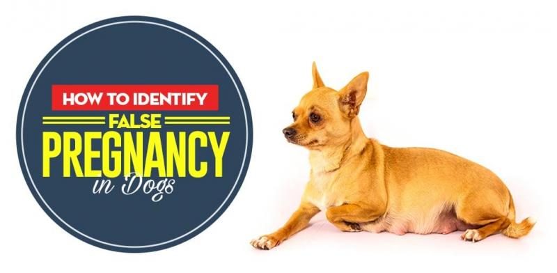 how-to-identify-false-pregnancy-in-dogs-8-8185850