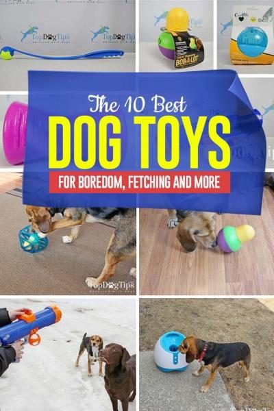top-10-best-dog-toys-for-boredom-and-more-5125563