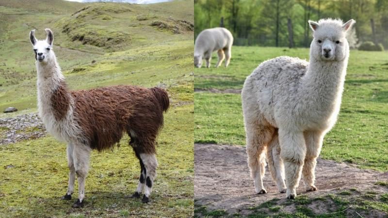 what-is-the-difference-between-a-llama-and-an-alpaca-2378549