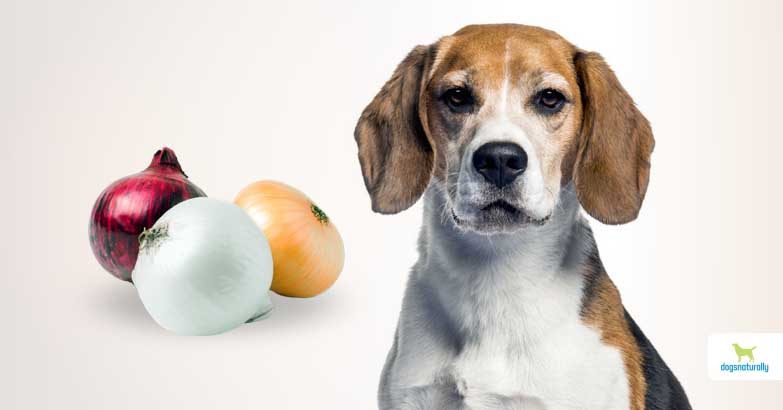 can-dogs-eat-onions-6263869