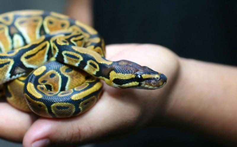 plant-based-news-pet-snake-cruelty-5225583