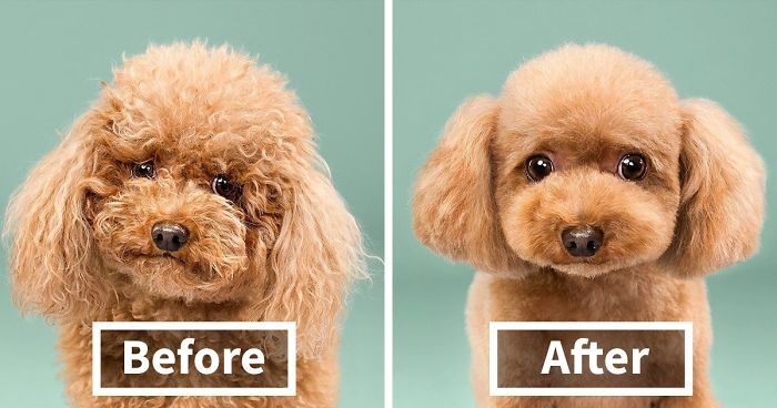 share-pictures-of-your-dogs-before-and-after-their-haircuts-fb4__700-png-1956441