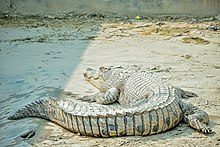 220px-captivated_saltwater_crocodiles_of_sundarbans_05-2936539