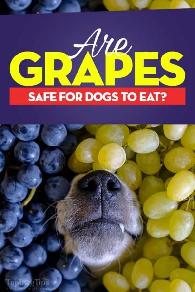 can-dogs-eat-grapes-grape-toxicosis-and-dangers-explained-2152350