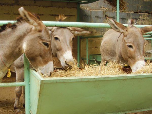 three-grey-donkeys-eating-straw-at-trough-1-600x450-7474713