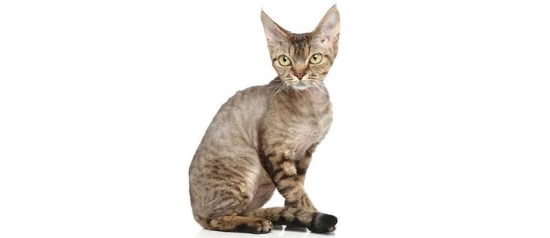 devon-rex-card-large-1-1767950