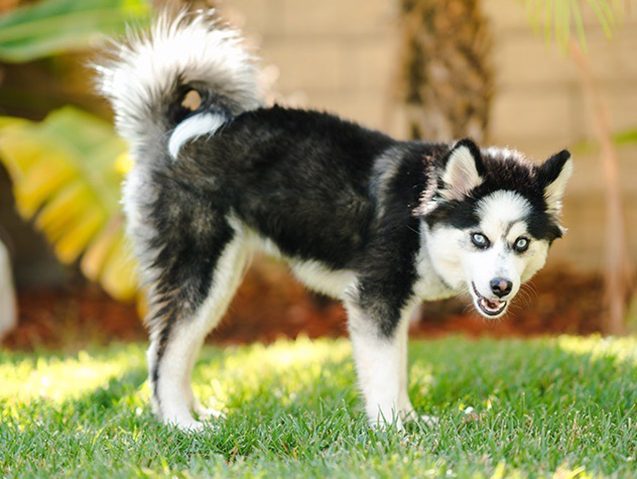 pomsky-dog-breed-5558219