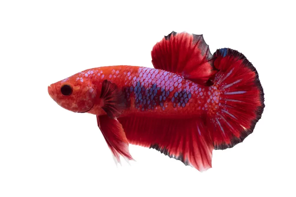 round-tail-betta-1024x683-6622115