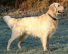 220px-golden_retriever_dukedestiny01_drvd-2038301