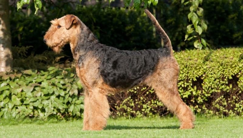 airedale-terrier-breed-price-8509309