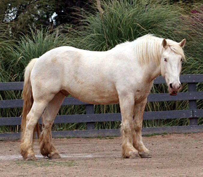 american_cream_draft_horse-1369193