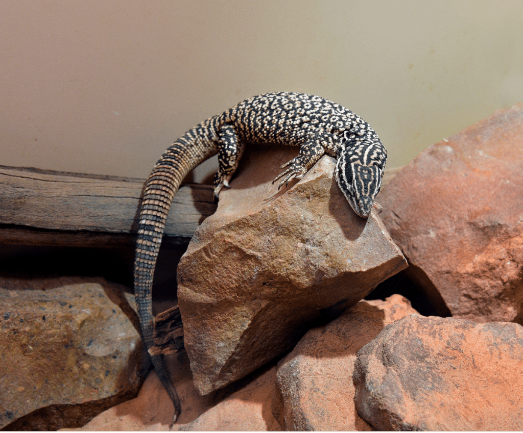 australian-spiny-tailed-monitor-or-ackies-monitor-1-1024x849-5108675