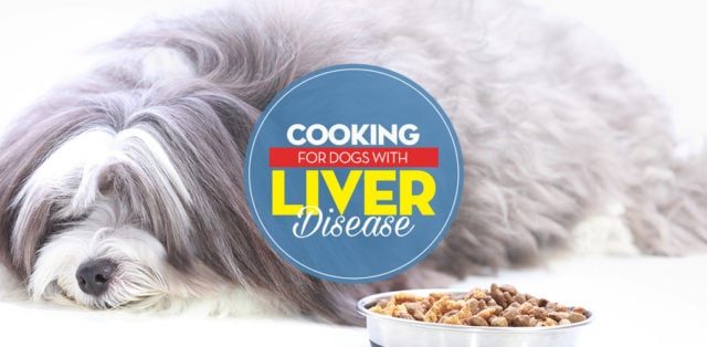 how-to-feed-dogs-with-liver-disease-640x314-9384911