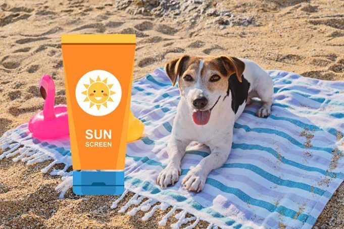 is-sunscreen-for-dogs-safe-to-use-681x454-3648663