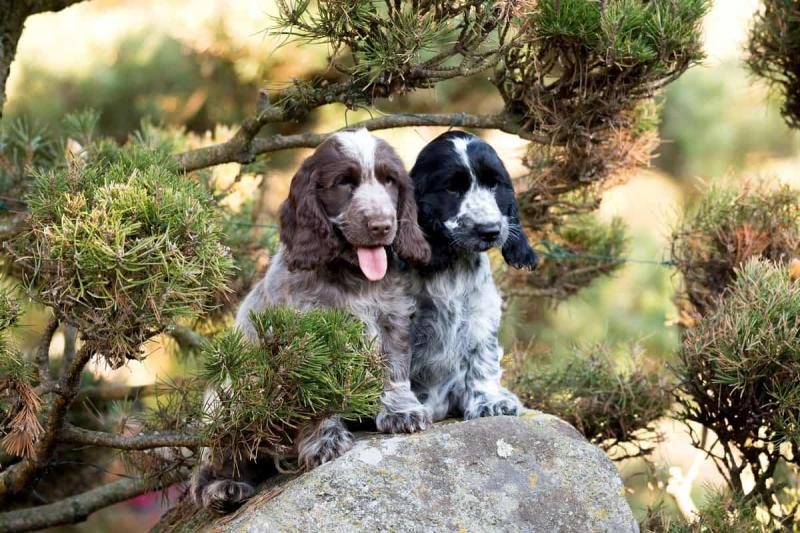 male-and-female-cocker-spaniel-puppies-2941234