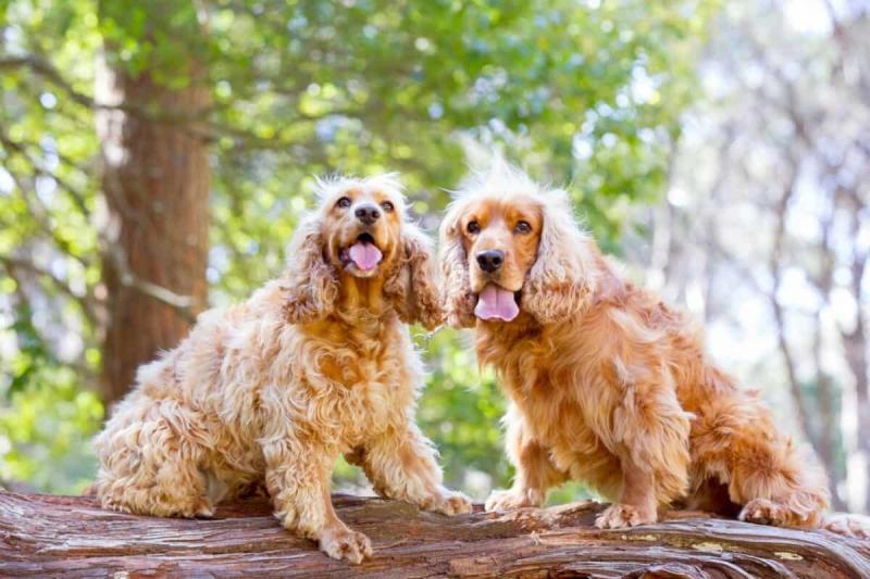 male-and-female-cocker-spaniel-sitting-on-a-tree-trunk-1200x800-8252166