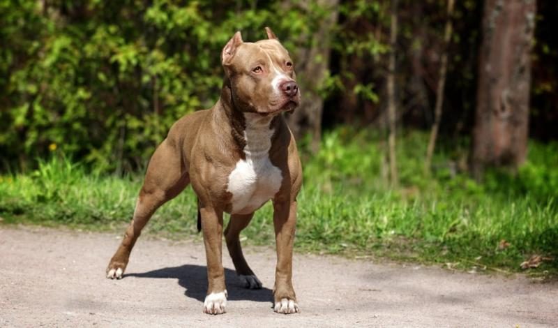pit-bull-muscle-gaining-4704675