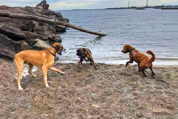 Chwyć więc ręcznik plażowy, spakuj przekąski dla siebie i swojego pupila i przygotuj się na odkrywanie 14 najlepszych plaż przyjaznych psom w Ontario. Niezależnie od tego, czy jesteś miejscowym, czy tylko odwiedzasz, te plaże z pewnością zapewnią Tobie i Twojemu futrzanemu przyjacielowi niezapomniany dzień słońca, piasku i merdających ogonów.